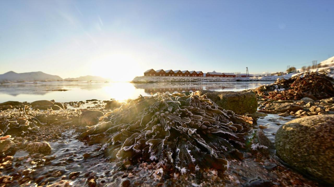 Lofoten Basecamp Lodge Leknes